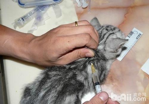 提早大概延后为猫咪打针疫苗效率大吗