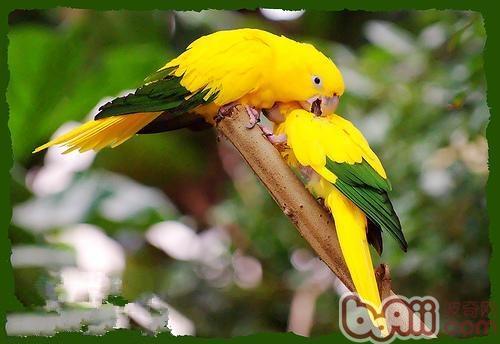 金黄锥尾鹦鹉的种类引见