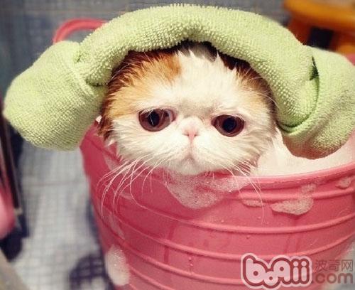 猫咪也喜佳泡泡浴
