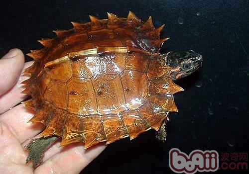 刺山龟的寿命有多长？