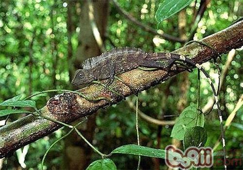 火冠蜥的种类简介