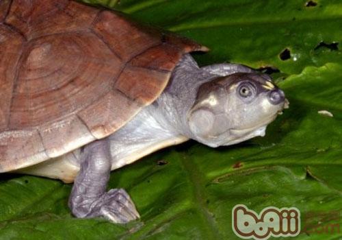 参瞅龟保护之六疣南美侧颈龟