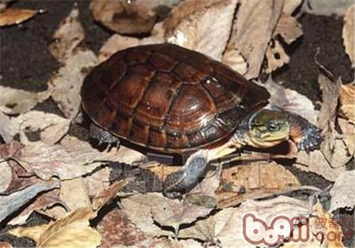 艾氏拟水龟种类简介