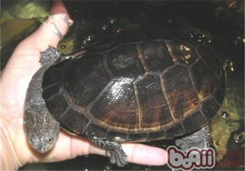 巴西搁射刺颈龟的种类简介