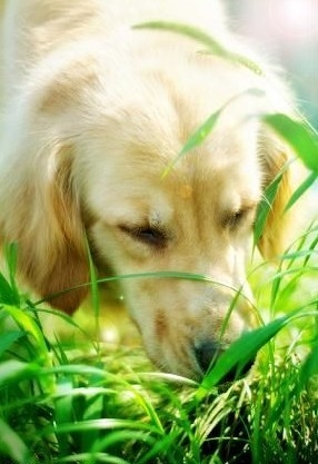 狗狗吃草不用惊悸