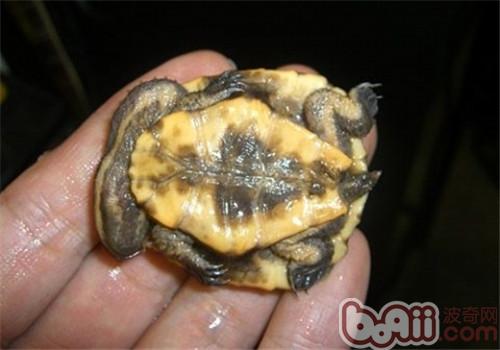 南美蛇颈龟的豢养重心