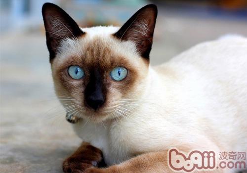 暹罗猫果然是很聒噪的猫咪吗