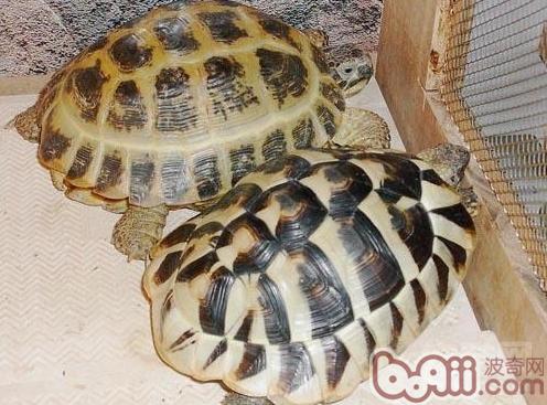 赫曼陆龟的龟种个性