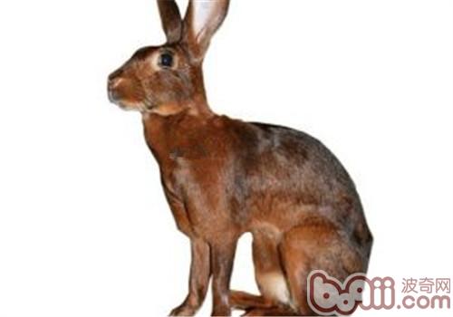 英种小型兔的形态特性