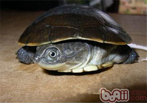 东非侧颈龟的种类简介