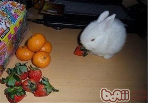 兔兔吃生果要有所采用