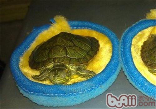 巴西龟的越冬保护