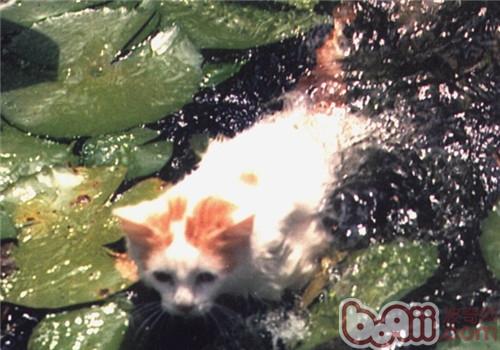 爱泅水的猫——土耳其梵科迪斯猫简介