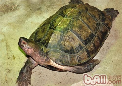 亚洲巨龟的表面特性
