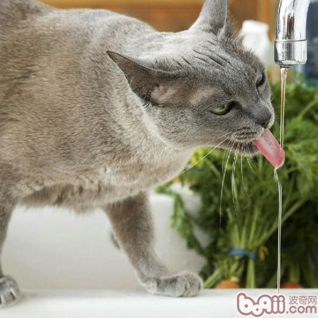 十个方式让猫咪多喝水