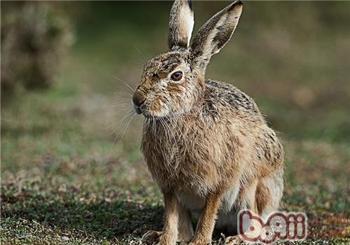 几种不妨防治野兔疾病的中草药