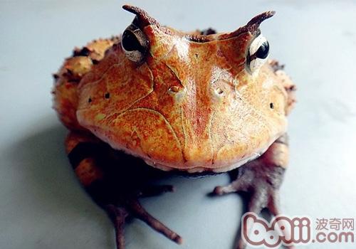 亚马逊角蛙种类简介