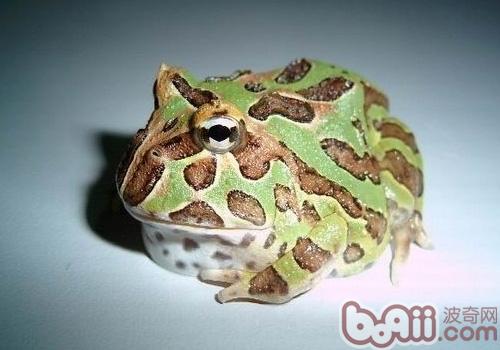 钟角蛙的形态特性