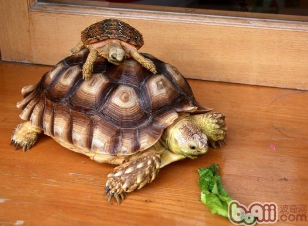 苏卡达龟豢养小贴士