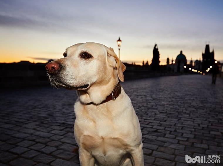 为什么导盲犬大普遍都采用用拉布拉多？