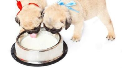 幼犬不妨喝牛奶吗？幼犬喝牛奶拉肚子的缘故