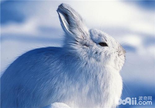 兔兔四季的豢养注重事项