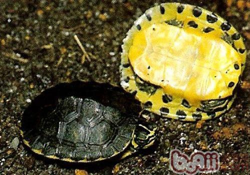 黄肚红耳龟的种类简介