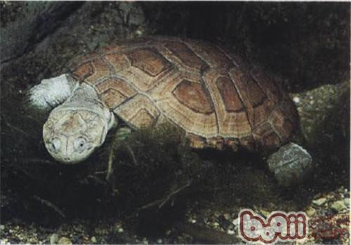 泥沼侧颈龟的形态特性