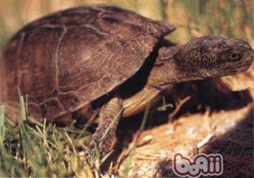泥沼箱龟的种类简介