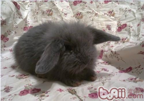宾尼垂耳兔的表面特性