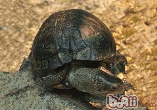 泥沼箱龟的外表特性