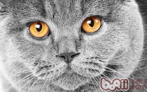 猫咪的眼睛——透视乌暗的本领