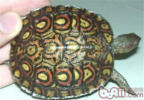 哥斯达黎加木纹龟的保护重心