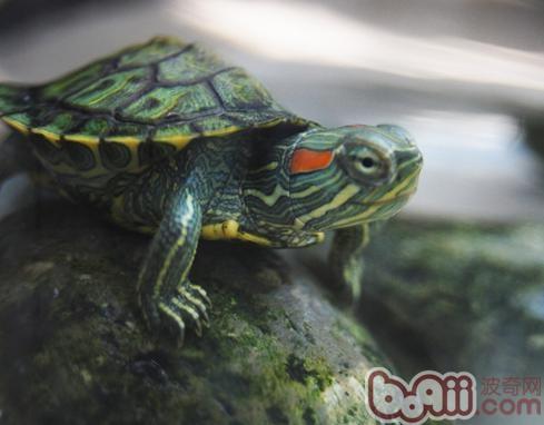 巴西龟的冬天豢养注沉点
