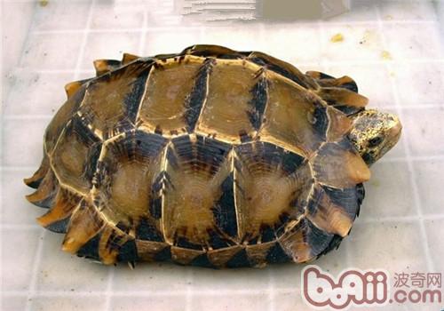 凹甲陆龟种类简介