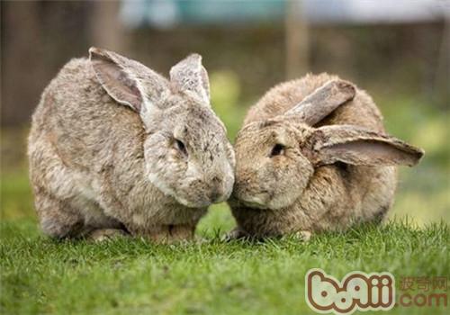 巨型花明兔的豢养方式和生计风俗