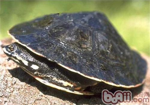 花面蟾龟的形态特性