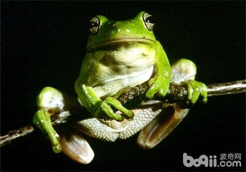 乌掌树蛙的种类简介