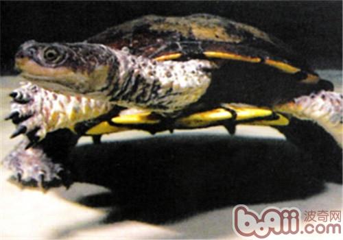 刺股蛇颈龟的喂食重心