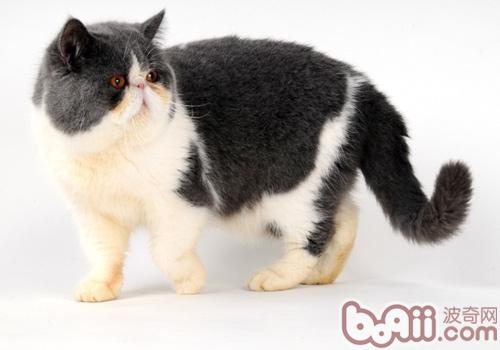 猫脂肪肝的症候和防治