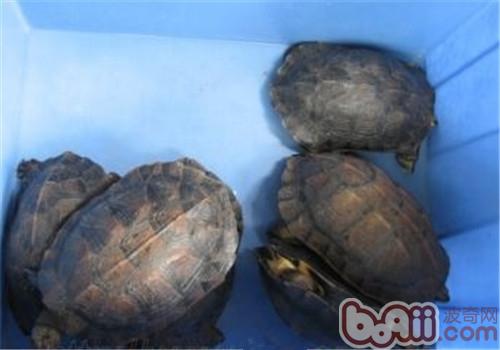 缅甸乌山龟的外表特性