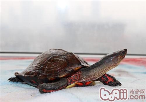 洪都拉斯木纹龟的形态特性