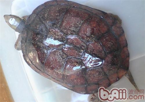 艾氏拟水龟喂食方式