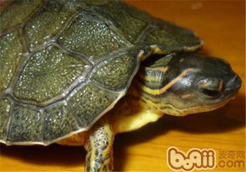 犁沟木纹龟的外表特性