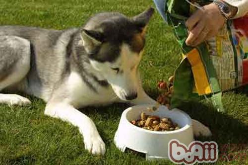 为什么狗狗吃自然粮比拟佳