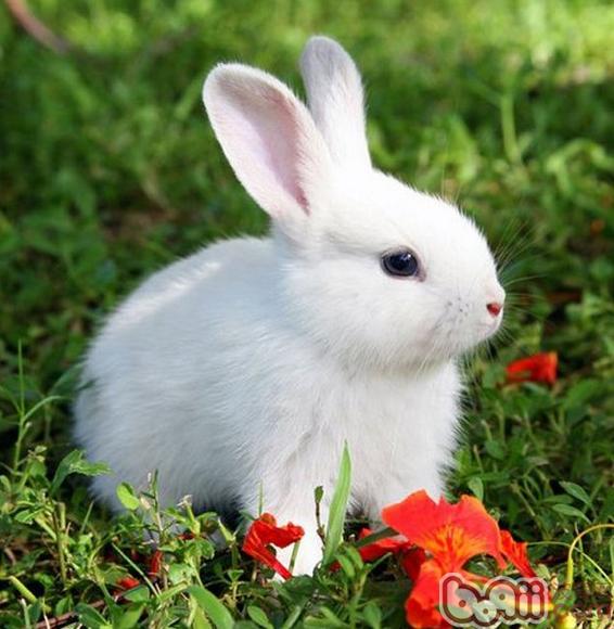 宠物兔平安度夏五大招