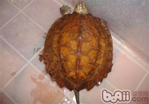 苏拉威西白头龟的生计情况