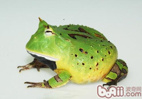 亚马逊角蛙的生计情况