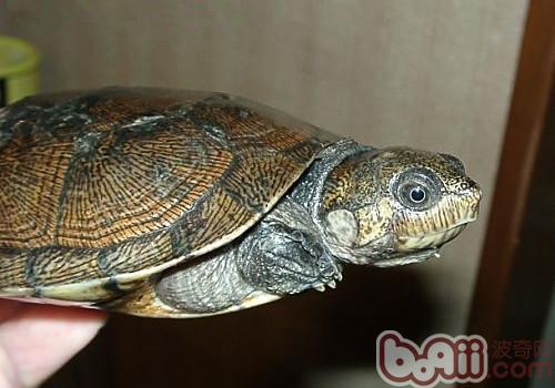 马达加斯加大头侧颈龟的种类简介
