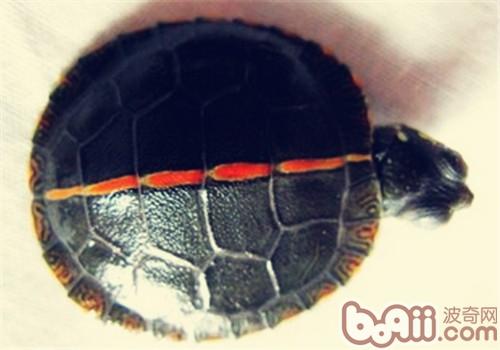 红纹锦龟的种类简介